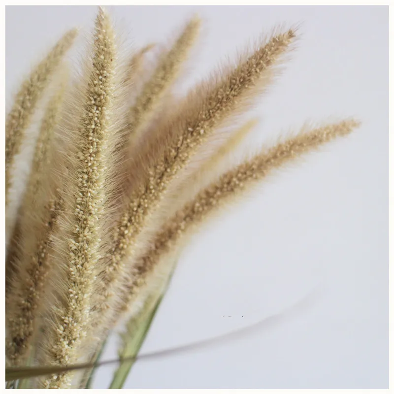 100 шт. Бесплатная доставка букет из высушенной собачьей травы необработанных