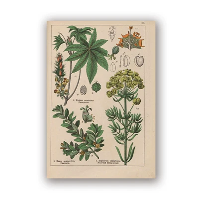 PH5991 Botanical коллекция винтажные плакаты и принты травы 1898s русский язык стены искусства картины холст живопись Домашний Декор стены - Цвет: PH5991