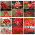 алмазная мозаика алмазная вышивка алмазная вышивка полная Алмазная 5D картина сделай сам с цветком хиганбана, алмазная вышивка, декоративные картины, наборы для вышивки крестиком, рукоделие, вышивка