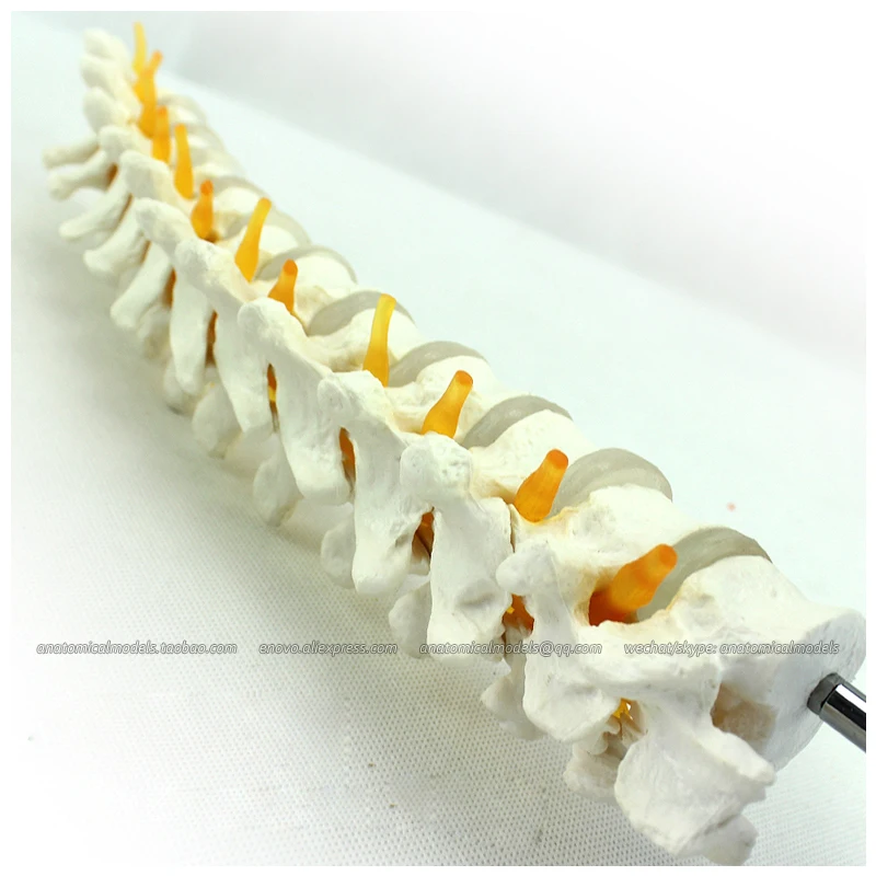

12390 / Human Thoracic Model Vertebral Column Skeleton Model, Medical Science Teaching Anatomical Models
