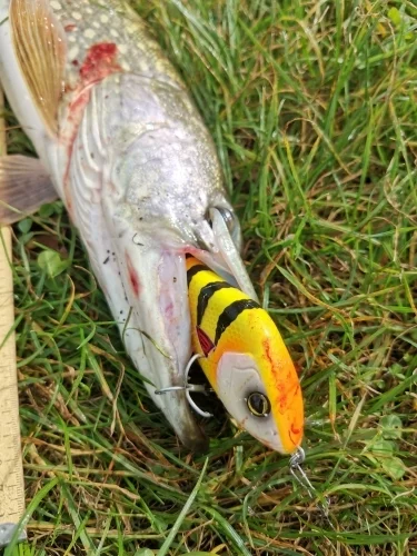 Hunthouse Salmo Slider Jerkbait Lure Pike Fishing Sinker 7&10cm Fishing Jerkbaits Crankbaits Fishing Pike Leurre Pesca LW130