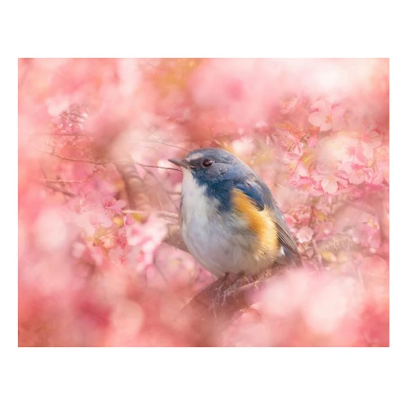 

HOT SALE DIY Diamond Painting Bird Among The Flowers Rhinestone Full Circle Diamond Wall Painting Bedroom Decoration