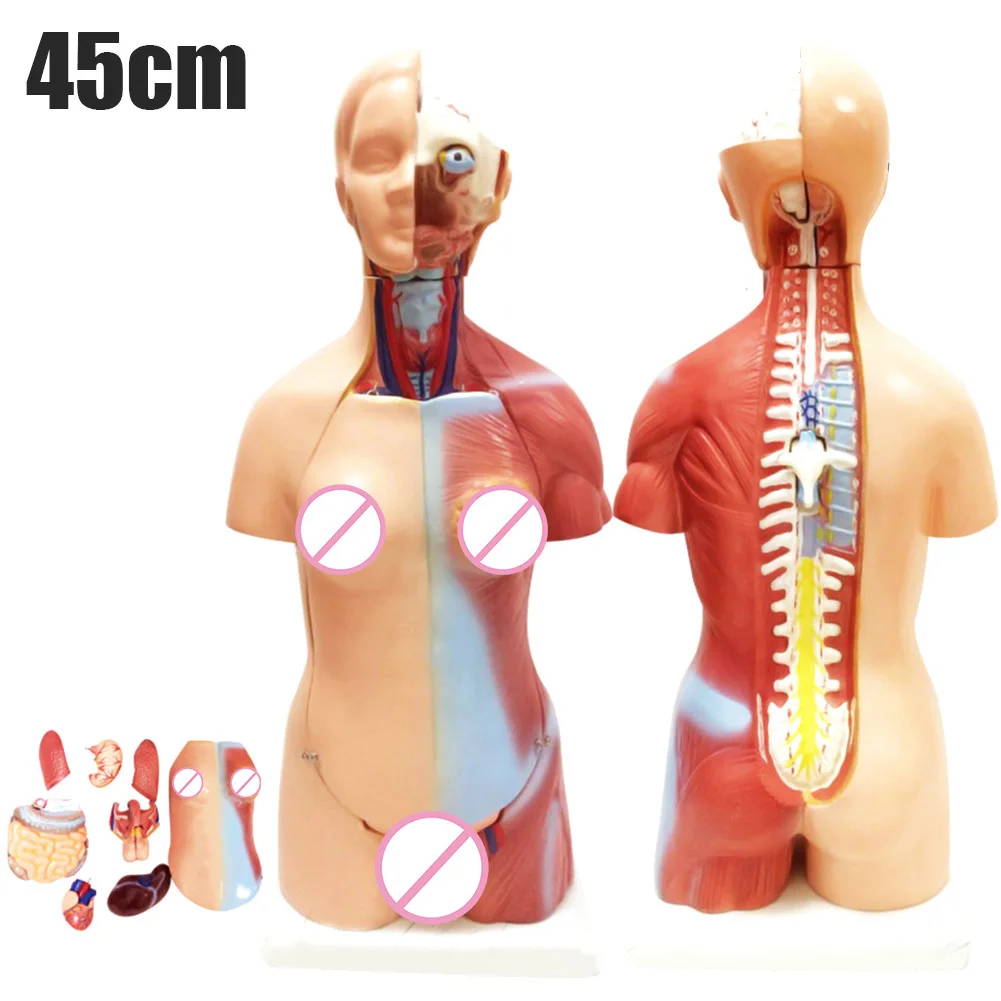 

4D Anatomical Assembly Model of Human Organs for Teaching Education School QP2