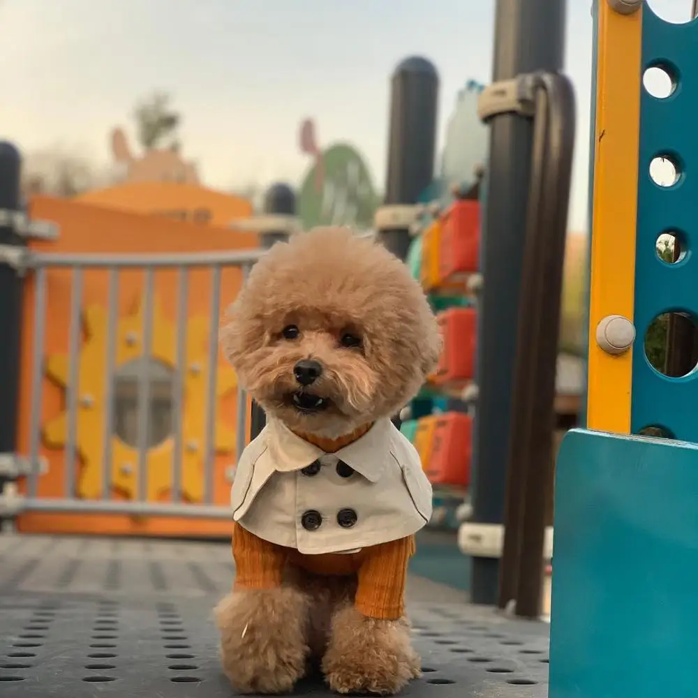 Ветрозащитная накидка корги для собак в британском стиле | Дом и сад