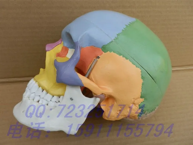 1 : 1 human skull model model medical Art medical specimen color model skull specimens