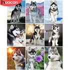 HUACAN Раскраска по номерам собака Животные комплекты, украшение для дома фото картина по номерам зимние ручная роспись искусство подарок 60x75cm