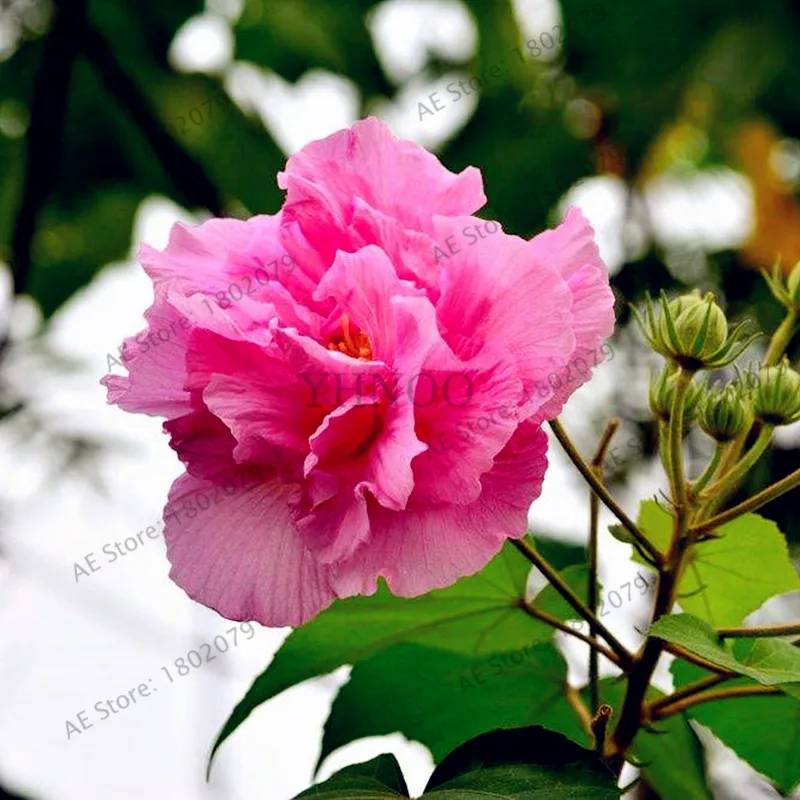 50 шт./пакет смешанный цвет Гибискус mutabilis цветок flores обеденная тарелка Гибискус Многолетние цветы для украшения дома, карликовые деревья садовое насаждение - Цвет: 1