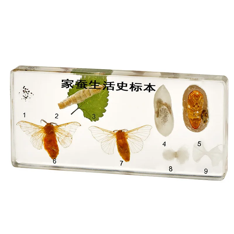 

Silkworm growth specimen specimens in Natural Science popularization teaching products Steam teaching aids