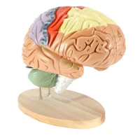 detachable human brain anatomy model cerebrovascular brain model medical teaching equipment