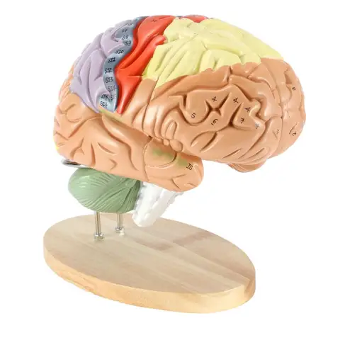 Съемная модель анатомии мозга человека, модель мозга, медицинское обучающее оборудование