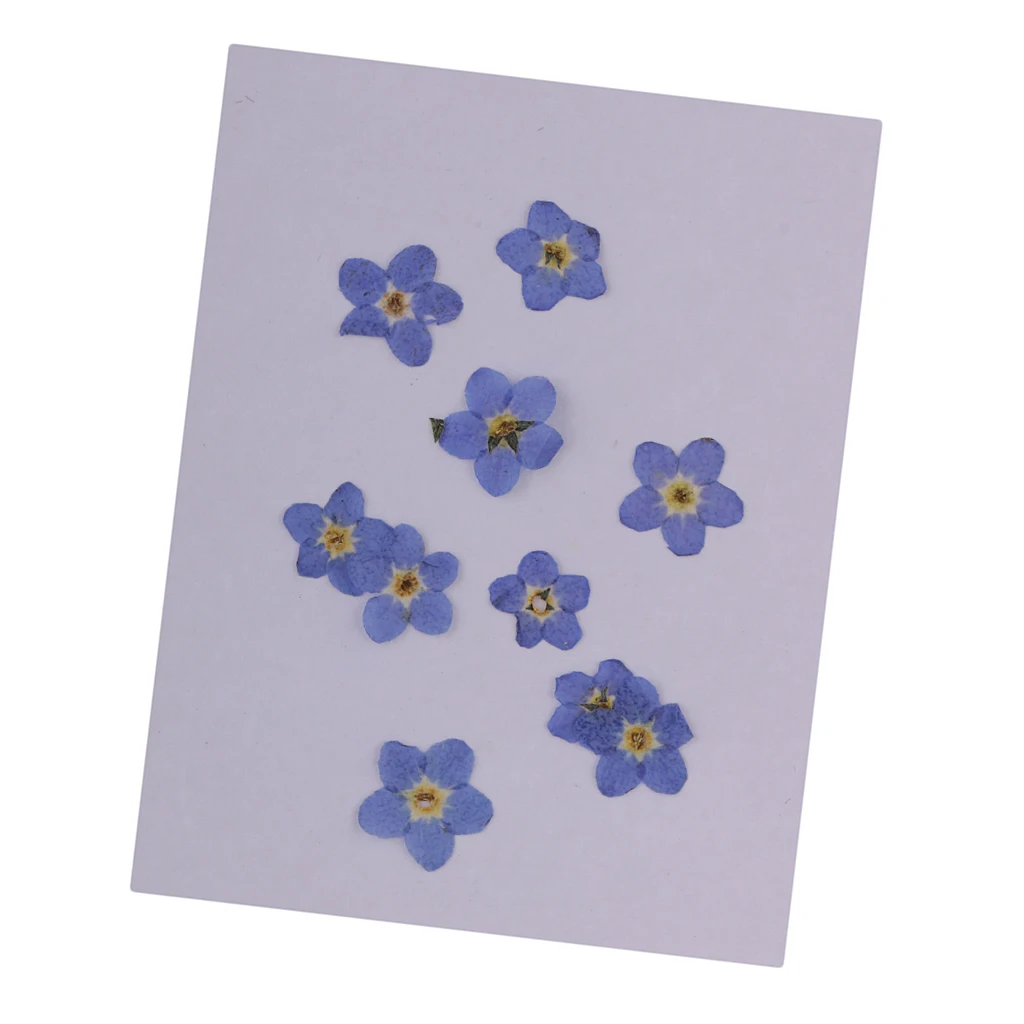 10 шт. натуральный прессованный высушенный цветок для художественного творчества