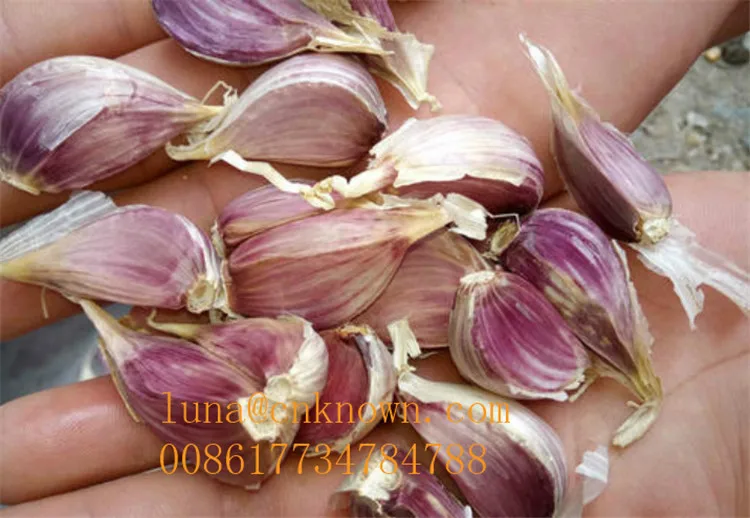 400 кг/ч аппарат для перерыва чеснока SplitterType с сертификатом CE ISO | Бытовая техника