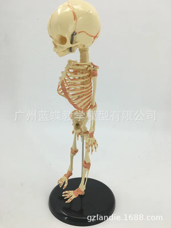 Детский Манекен-Скелет из ПВХ медицинская анатомическая модель человеческого