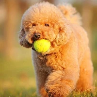 elastic pet chew toy tennis ball for dogs toys tennis balls high elasticity pet toy ball outdoor interactive pet supplies bouncy