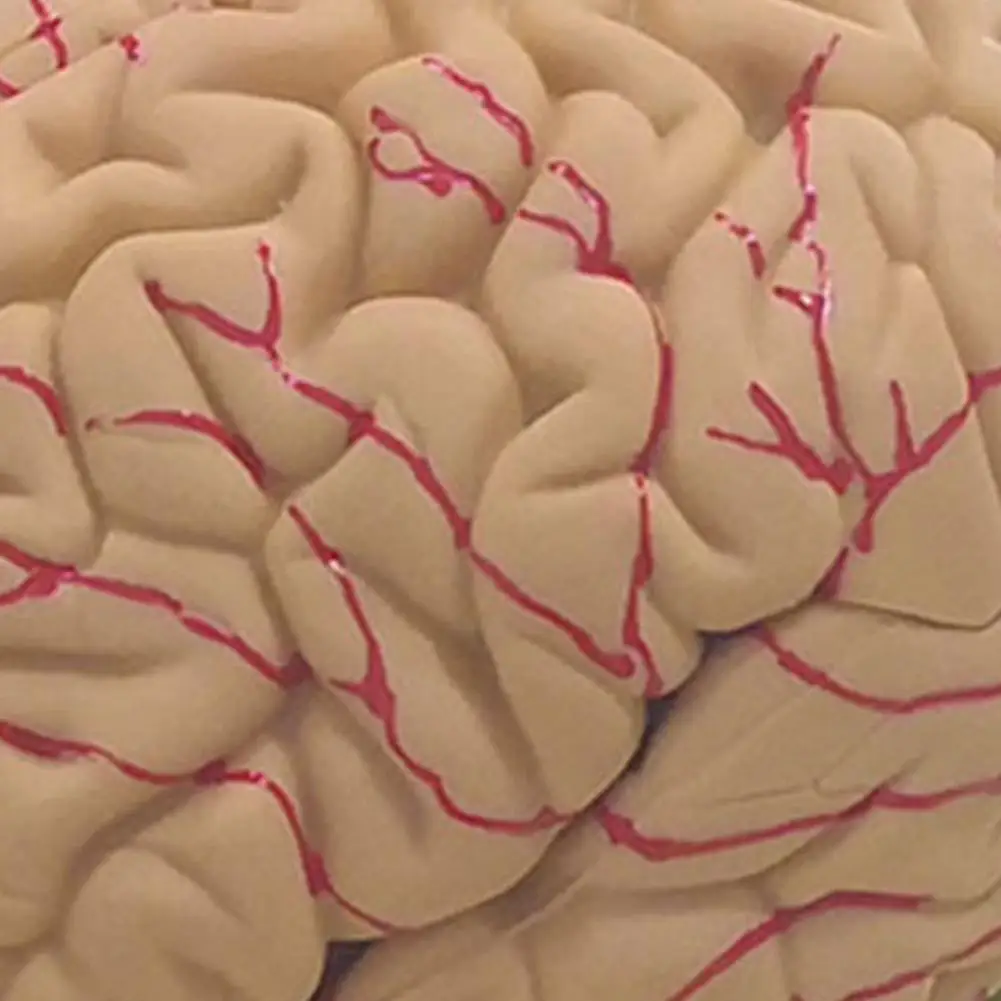 

Human Brain Model Simulation 8-Part PVC Life-size Anatomy Teaching Tool Kid Education Cognition 3D Model for Classroom