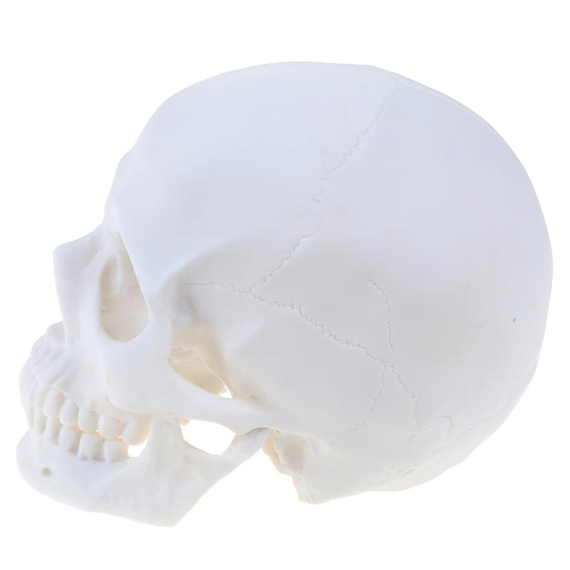 Skull Statue Sculpture Crafts Education Painting Medical Model Resin Halloween Home Decoration Accessories | Дом и сад