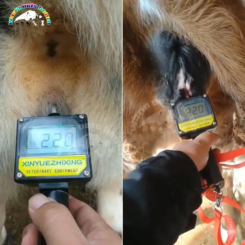 Автоматический тестер овуляции собак устройство для обнаружения оборудование