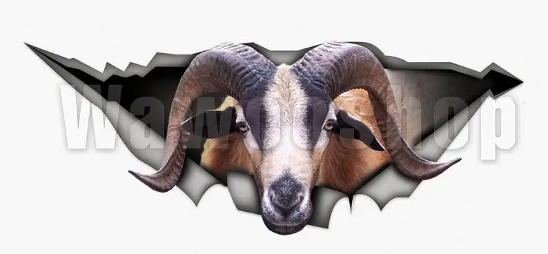 

2021 American Blackbelly sheep car decal, farm decal, sheep decal, funny sticker