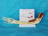 11 life size anatomy limb muscle arm joint ligament function model bone skeleton medical teaching human skeleton toy