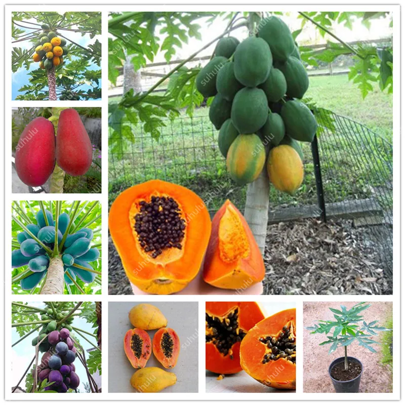 20 шт. искусственная папайя | Дом и сад