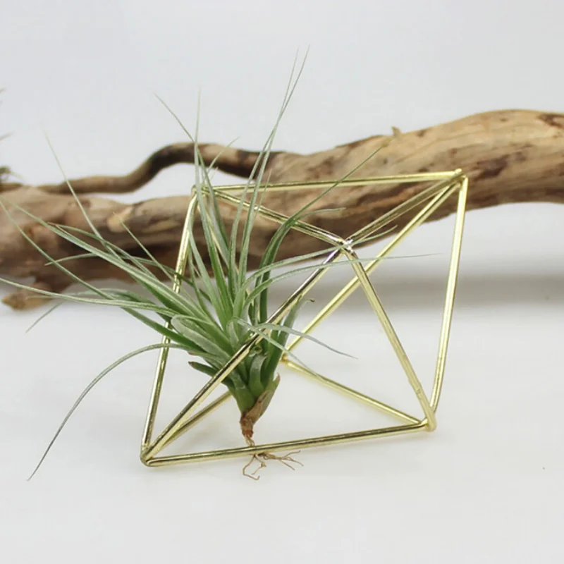 Hanging Tillandsia Air Plants Rack Metal Geometric Iron Art Rustic Flower Planter Pot Wall Decor Container Succulent Vase | Дом и сад