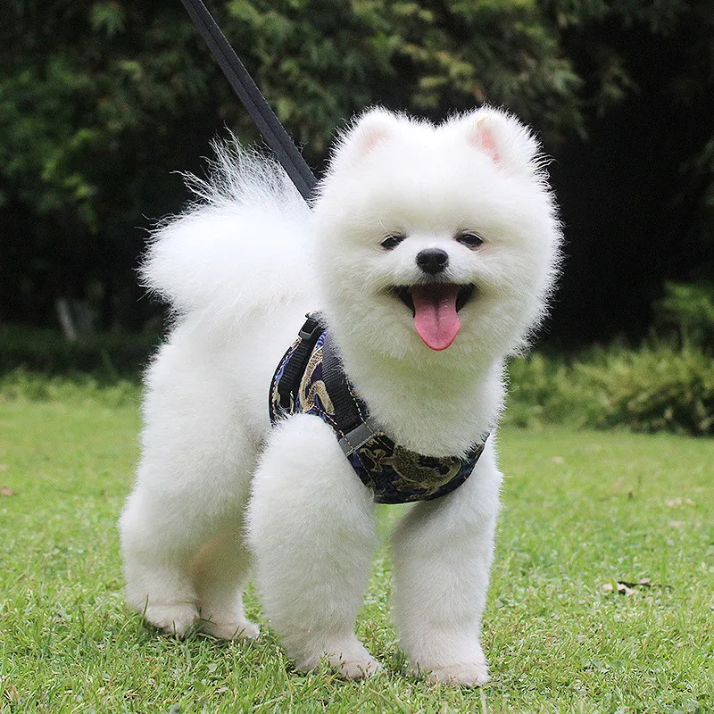 Новинка шлейка для собак чихуахуа маленьких и средних кошек нейлоновая сетка