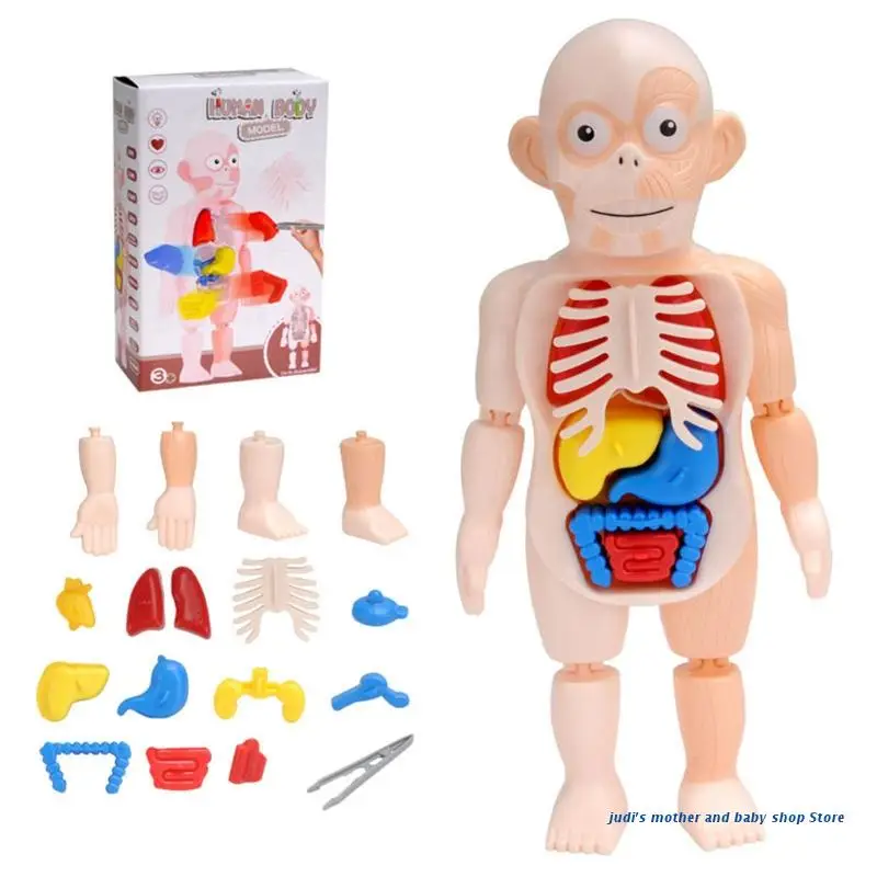 

67JC Human Body Model Toy for Children 3D Body Puzzle Brain Developmental Jigsaw Learning & Education Toys Science Kits & Toy