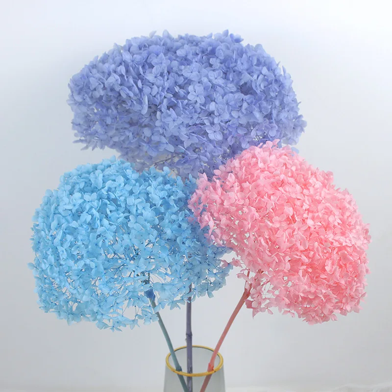 

2021 18-20cm Head Natural Preserved Anna Hydrangea With Stem Eternal Display Flower Bunch Decoration Wedding For Accessories