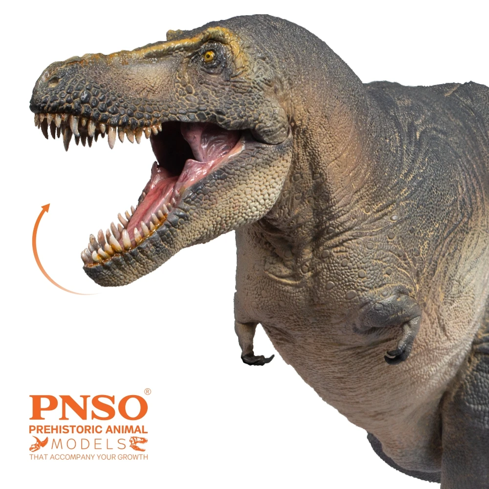 PNSO-dinosaurio preantiguo, modelos: 51, Chuanzi, Tarbosaurus-2