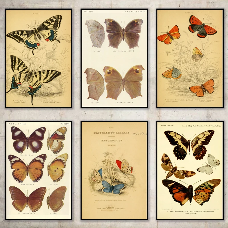 

Biology Butterfly Insect Vintage Posters Prints Modern Education Study Wall Art Canvas Painting Picture for Room Home Decoration