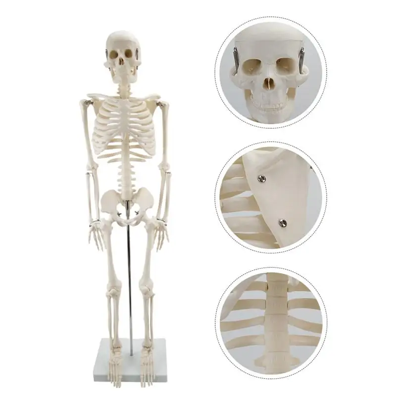 

1pc Simulation Durable Realistic Prime Human Skeleton Model Skeleton Model Bone Model