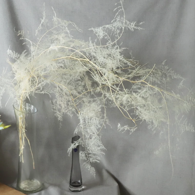 Консервированные спаржа Setaceus 2-3 шт. высушенных настоящих вьющееся растение YunZhu