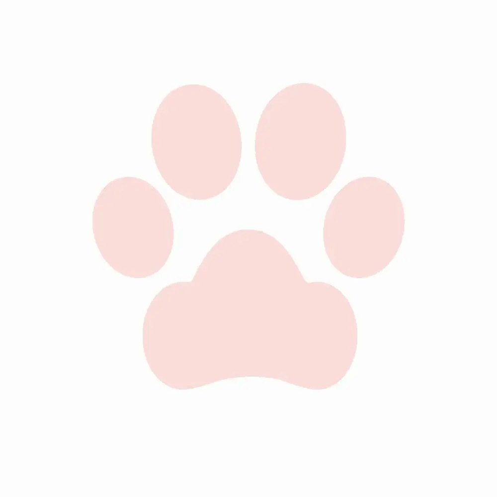 Rose Gold Paw RJ пользовательский любимого питомца, имя, изображение 100 языков I Love you ожерелье кулон кошка собака Лапа кости в форме колье леди Для мужчин ювелирные изделия - Окраска металла: Rose Gold Paw