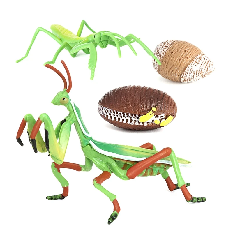 

Praying Mantis Growth Cycle Insect Life Cycles Animal Model Child Pre-School Biology Toys Teaching Aids