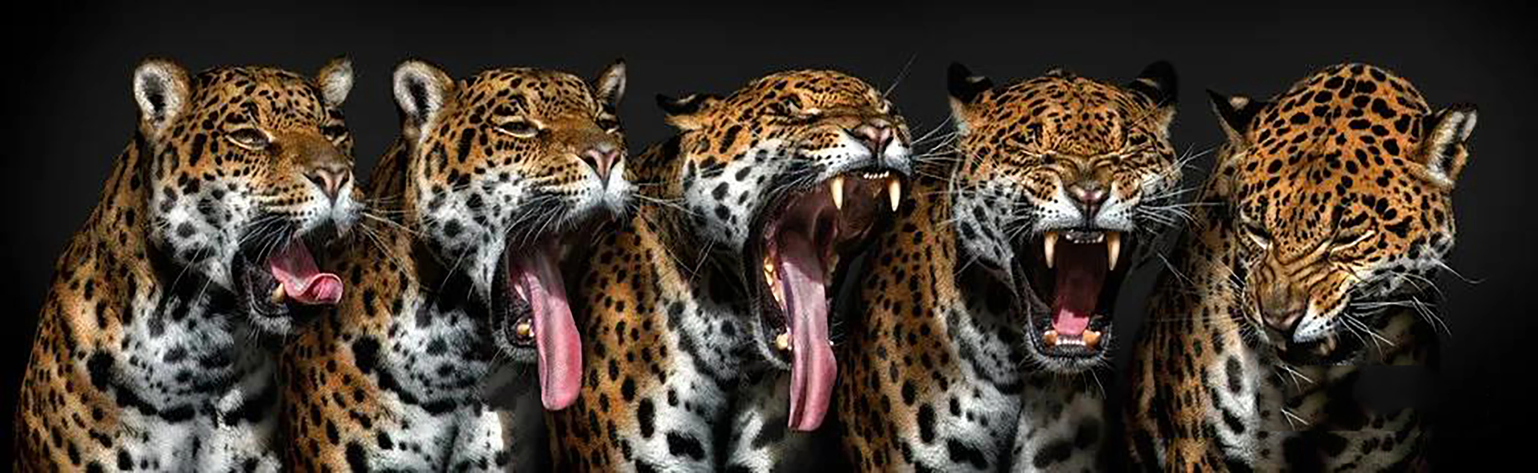 

DIY картинки для раскраски по номерам с изображениями животных для детей; Леопардовой расцветки абстрактный Рисунок живописи по номерам защ...