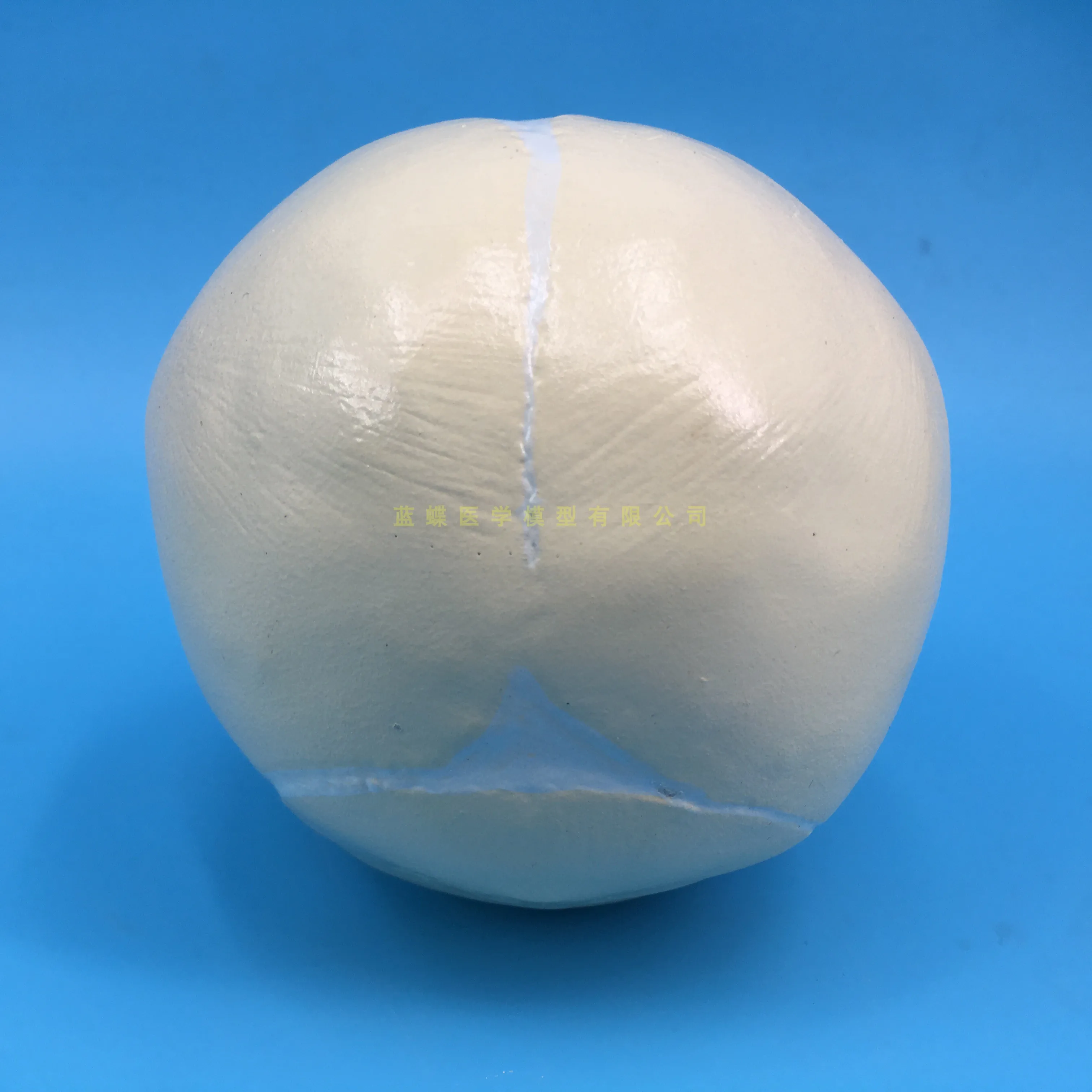 

Baby skull model small head l infant skull skeleton model