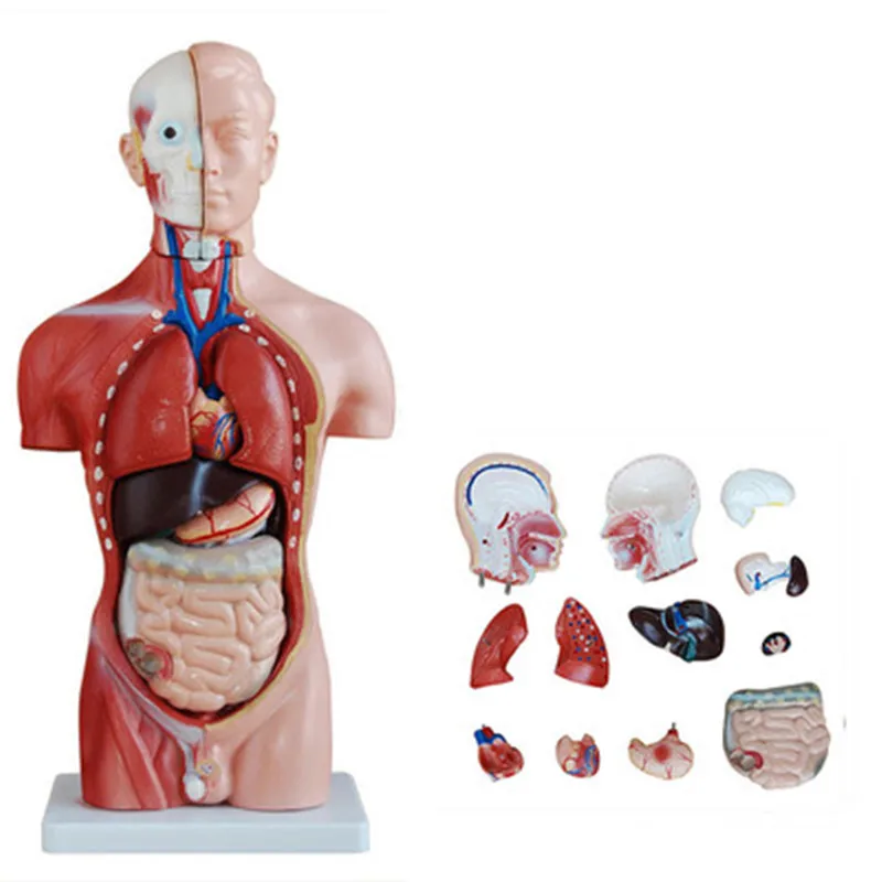 

42cm Male Torso with Internal Organs 13Parts,Human Torso model