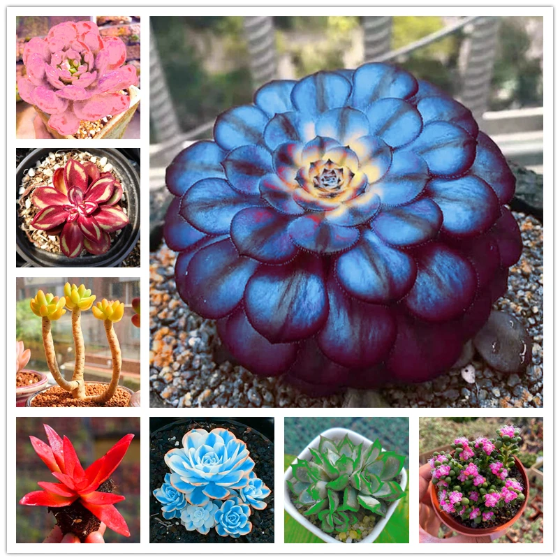 

100Pcs Rare Thailand Succulents Nature Bathroom Cabinet Fragrant Mini Cactus Fleshier Plant Polygon Wood Furniture DB8-A