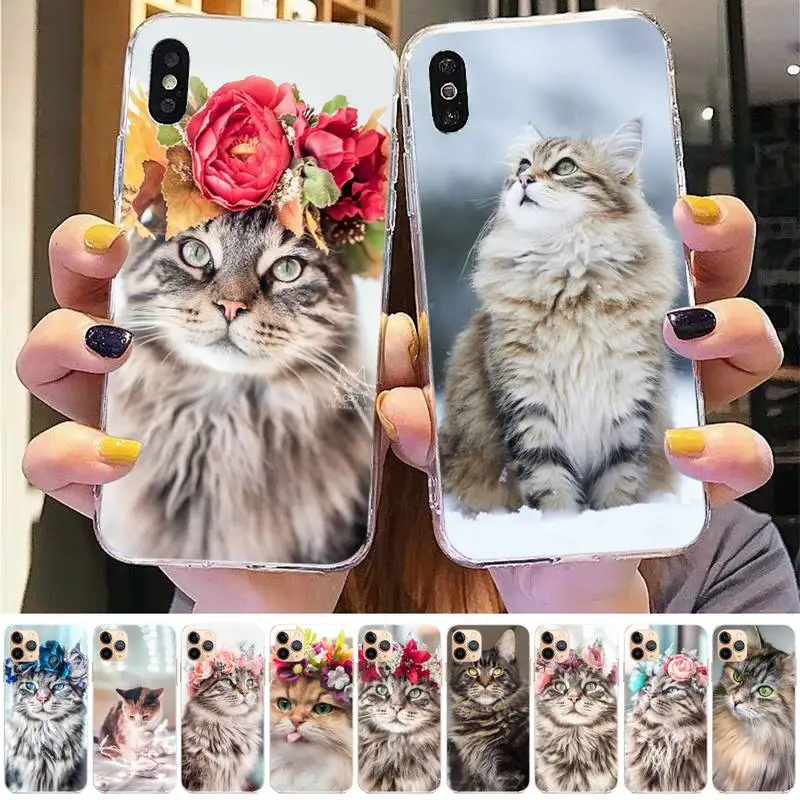 

pet maine coon cat Phone Case for iphone 13 8 7 6 6S Plus X 5S SE 2020 XR 11 12mini pro XS MAX