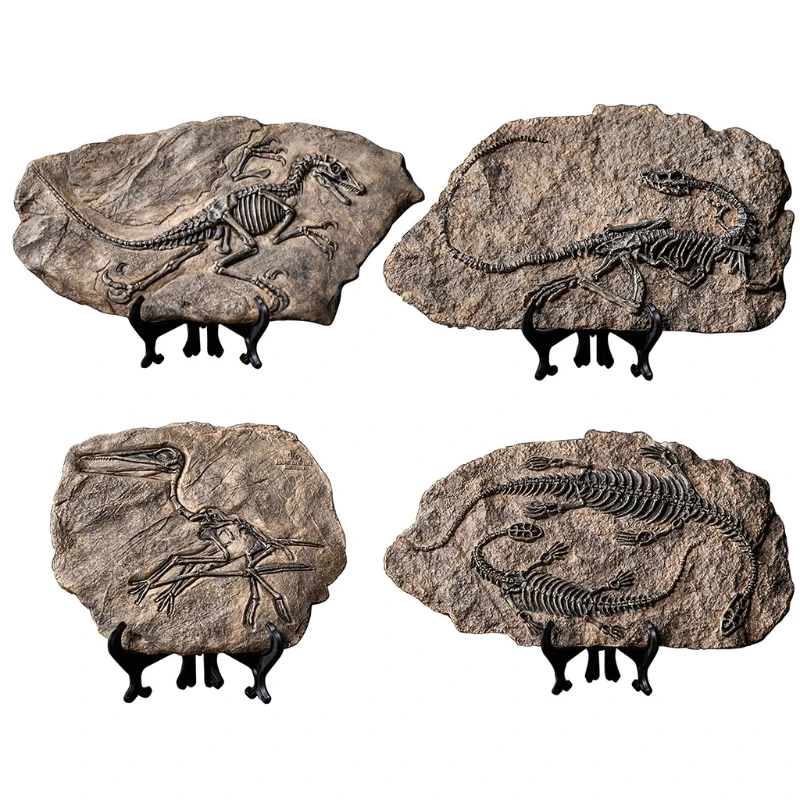 

2022 New Dinosaur Fossil Statue Model Simulated Skeleton Home Office Display Decorative Craft Box Decoration 4 Sizes US Style