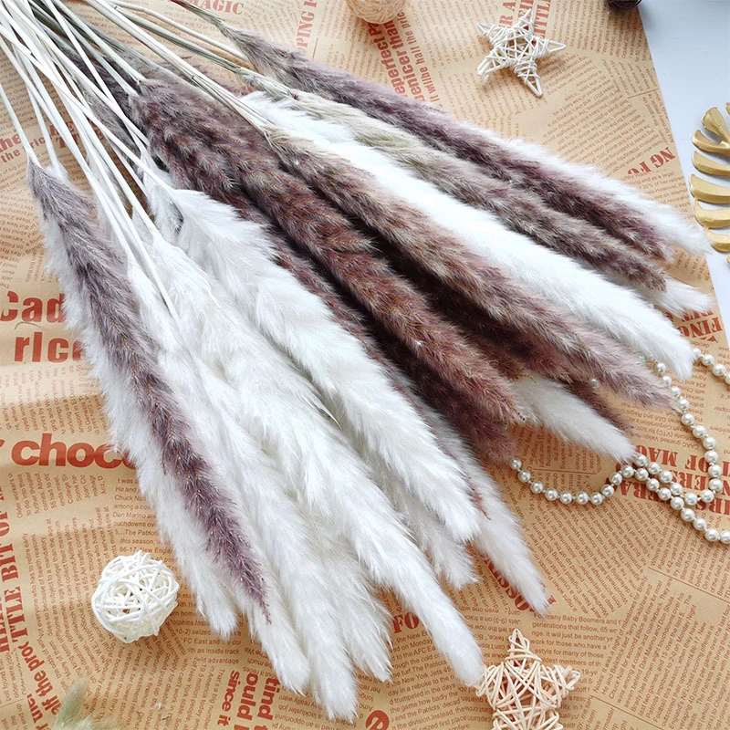 

Real Plants Small Reed Natural Preserved Dried Flowers Pampas Grass Bouquet Bulrush Phragmites Decoration Props Droogbloemen