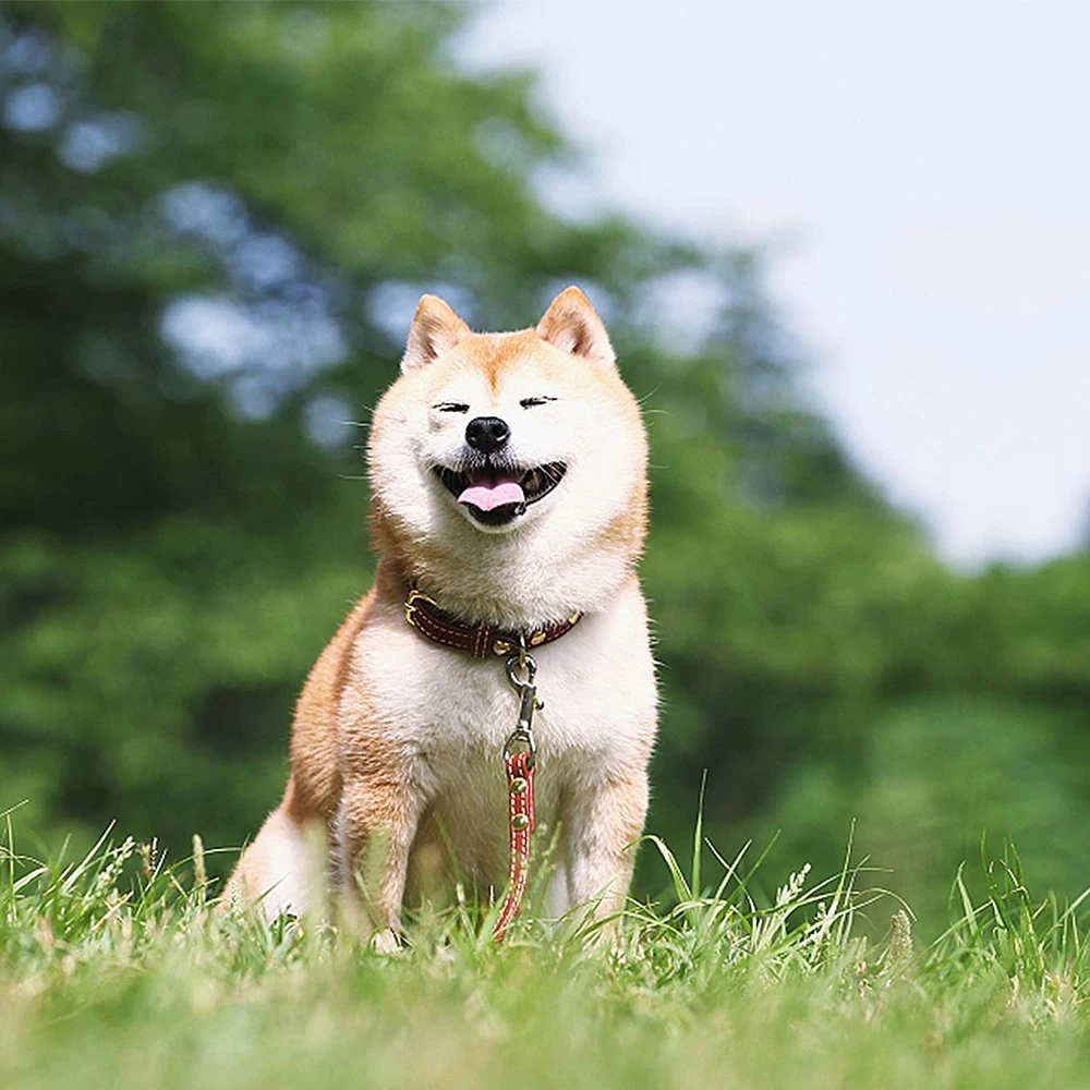 20 штук карабины для ошейник поводок соединяющий сверхмощный поворотный застежка