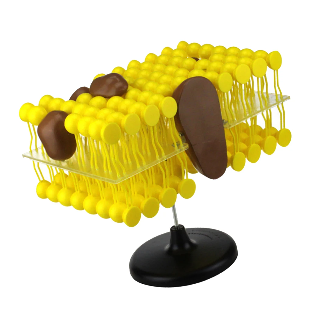 

Plasma Cell Membrane Lipid Bilayer Phospholipid Structure Fluid Mosaic Model, Perfect for displaying and explaining to students