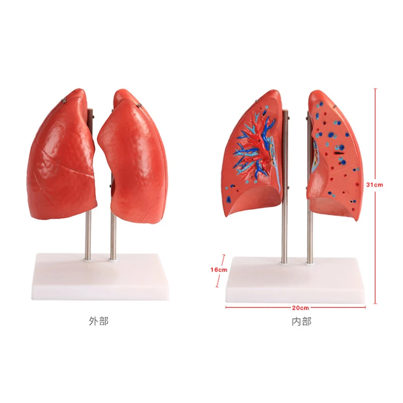 Разобранный человеческий инструмент для обучения | Канцтовары офиса и дома