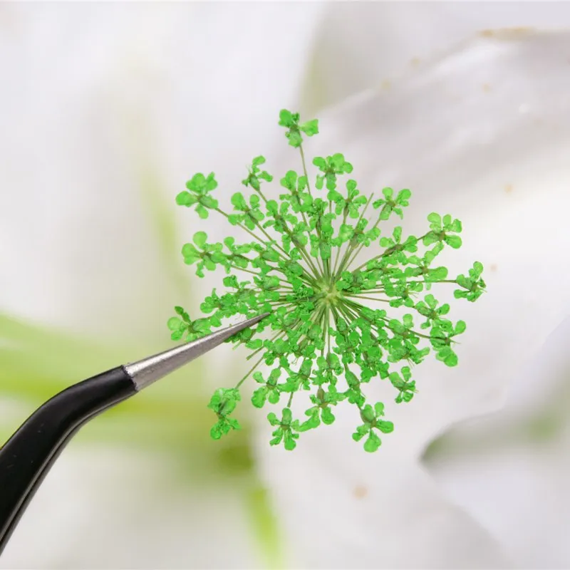 12 шт. сушеные прессованные цветы Ammi Majus сухие растения для эпоксидной смолы