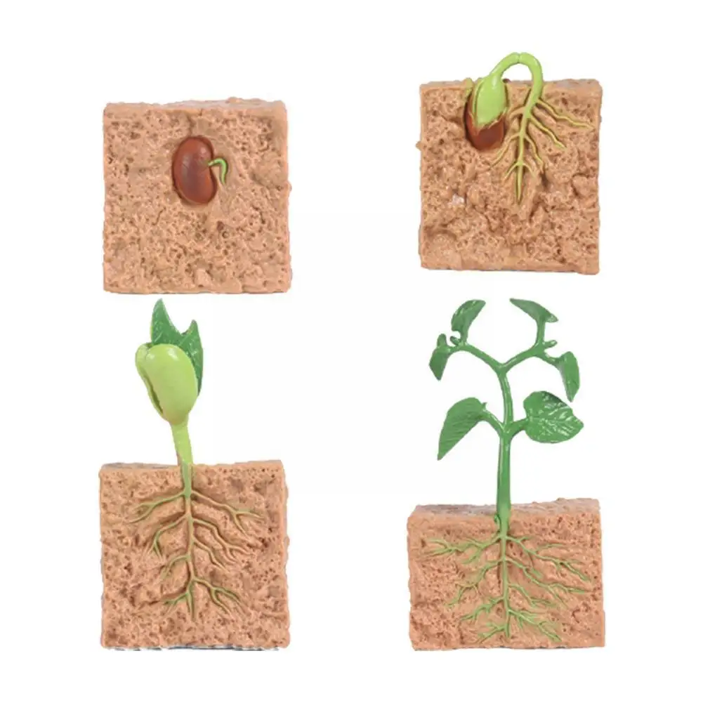 Модель процесса роста растений в виде животных Семена сои детская научная