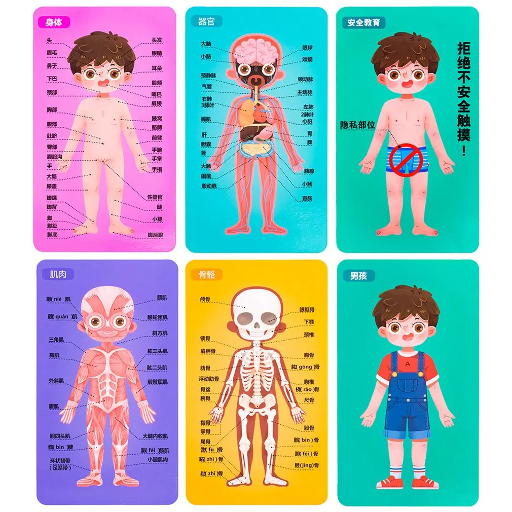 

Body Structure Puzzles Human Cognitive Puzzles Children's Safety Education Wooden Educational Toys