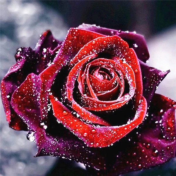 flower 4036 AZQSD Алмазная Вышивка Цветы ручная работа алмазная картина Роза картина Стразы Алмазная мозаика домашний декор ремесла подарок - Цвет: flower 4036