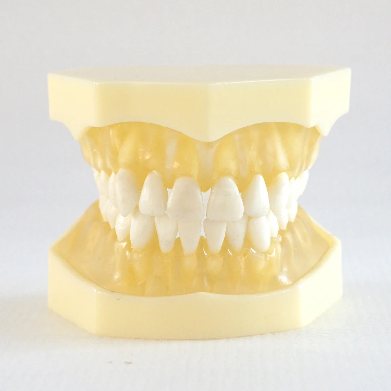 

1pc dental teaching study model standard model teeth removable Polyster model Soft gum With clear polyster model oral model