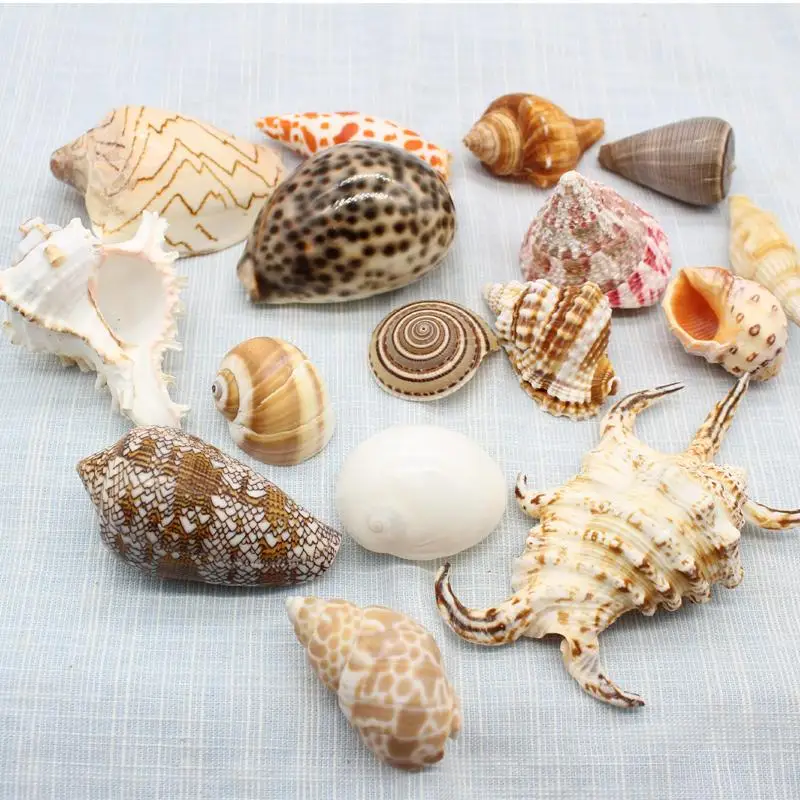 

Natural Sea Shell for Home Wedding office Decoration
